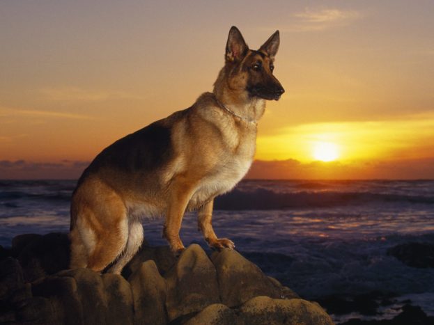 A Day At The Beach German Shepherd HD Wallpaper Backgrounds Dog Pictures